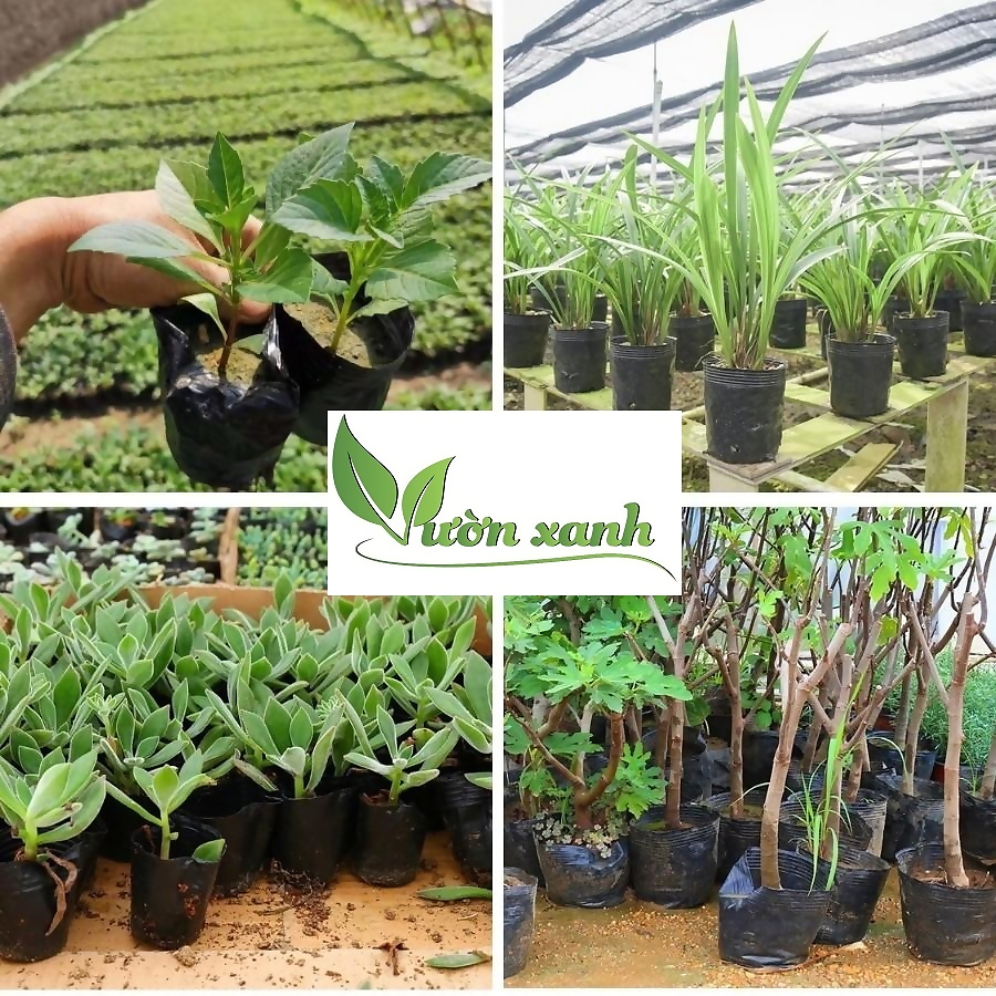 0.5kg túi bầu ươm cây nhựa dẻo- chọn size, bầu nhựa trồng cây, túi trồng cây